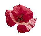 poppy